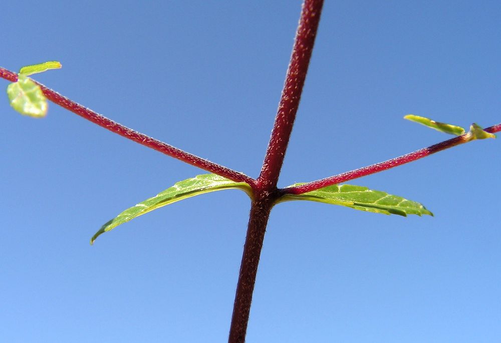 Image of Omphalothrix longipes specimen.