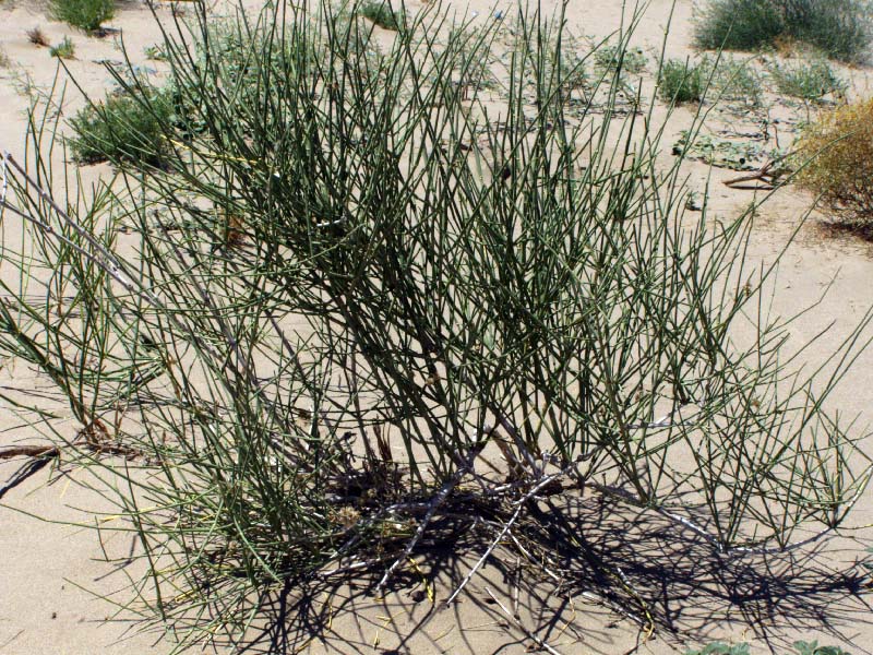 Image of Ephedra strobilacea specimen.