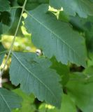 Koelreuteria paniculata