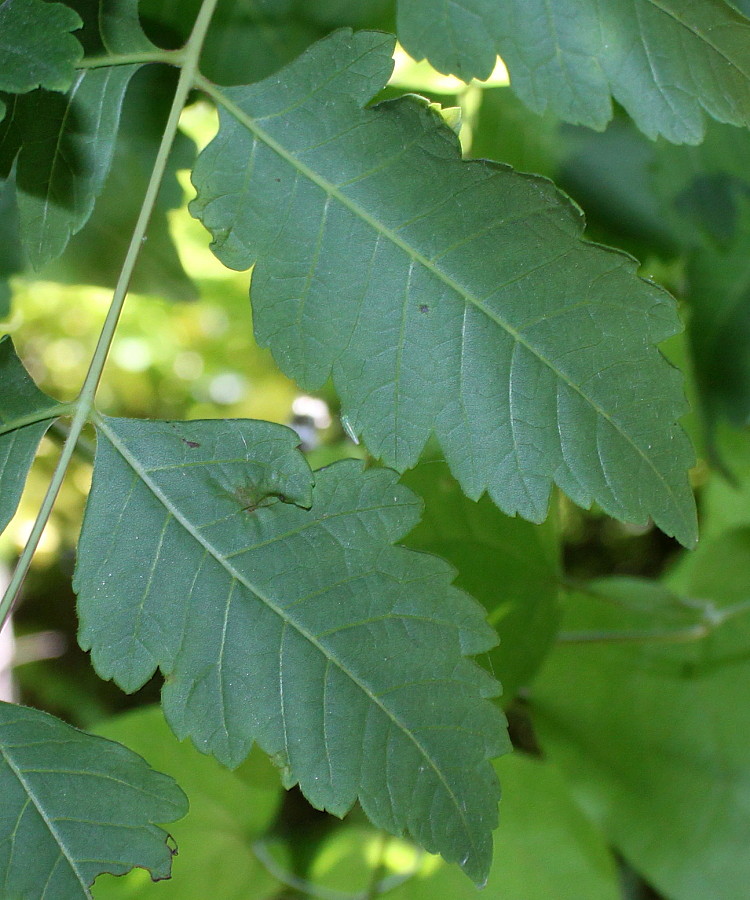 Image of Koelreuteria paniculata specimen.