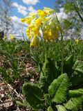 Primula macrocalyx