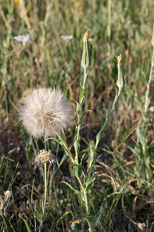 Image of Tragopogon orientalis specimen.