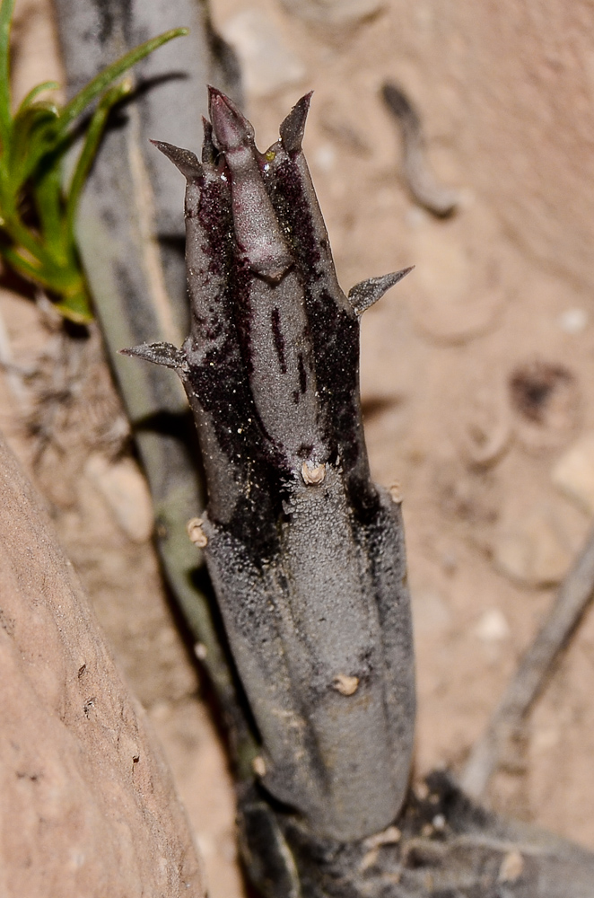 Image of Caralluma sinaica specimen.