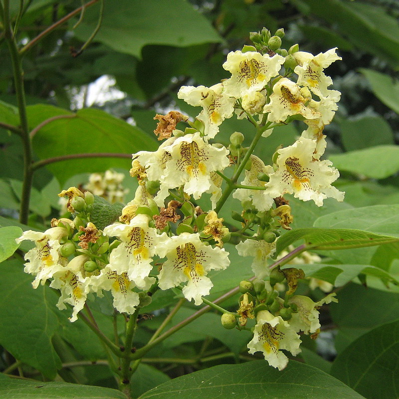 Изображение особи Catalpa ovata.
