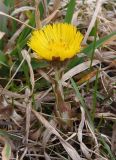 Tussilago farfara. Цветущее растение. Украина, г. Запорожье, пос. Солнечный, во дворе Института масличных культур. 20.03.2014.