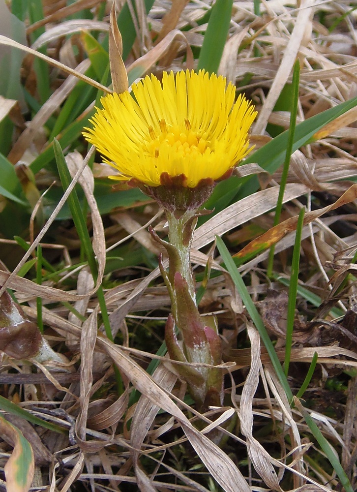 Изображение особи Tussilago farfara.