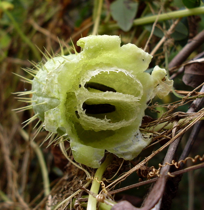 Изображение особи Echinocystis lobata.