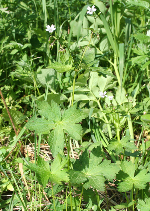 Image of Geranium albiflorum specimen.