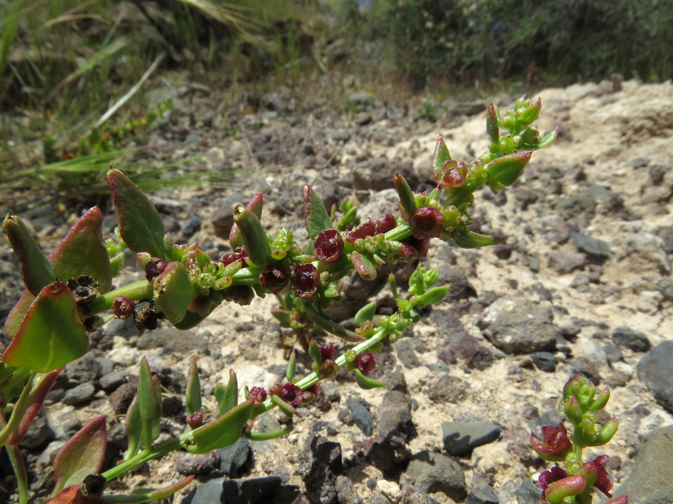 Изображение особи Patellifolia procumbens.