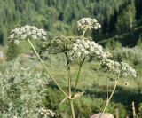 Angelica sylvestris