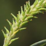 Salix triandra. Часть женского соцветия. Ростовская обл., Неклиновский р-н, Носовское с/п, балка Камышовая. 04.05.2014.