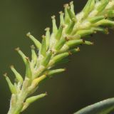 Salix triandra