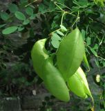 Colutea arborescens