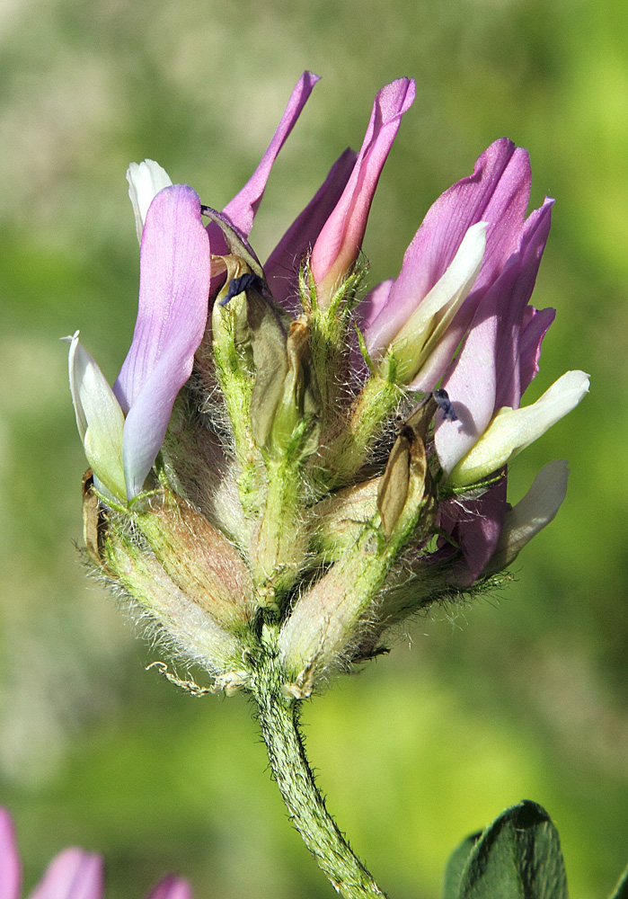 Изображение особи Astragalus ugamicus.