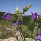 Campanula komarovii. Верхушка побега с соцветием. Краснодарский край, Абинский р-н, окр. станицы Шапсугская, мергелевый карьер. 16.05.2014.