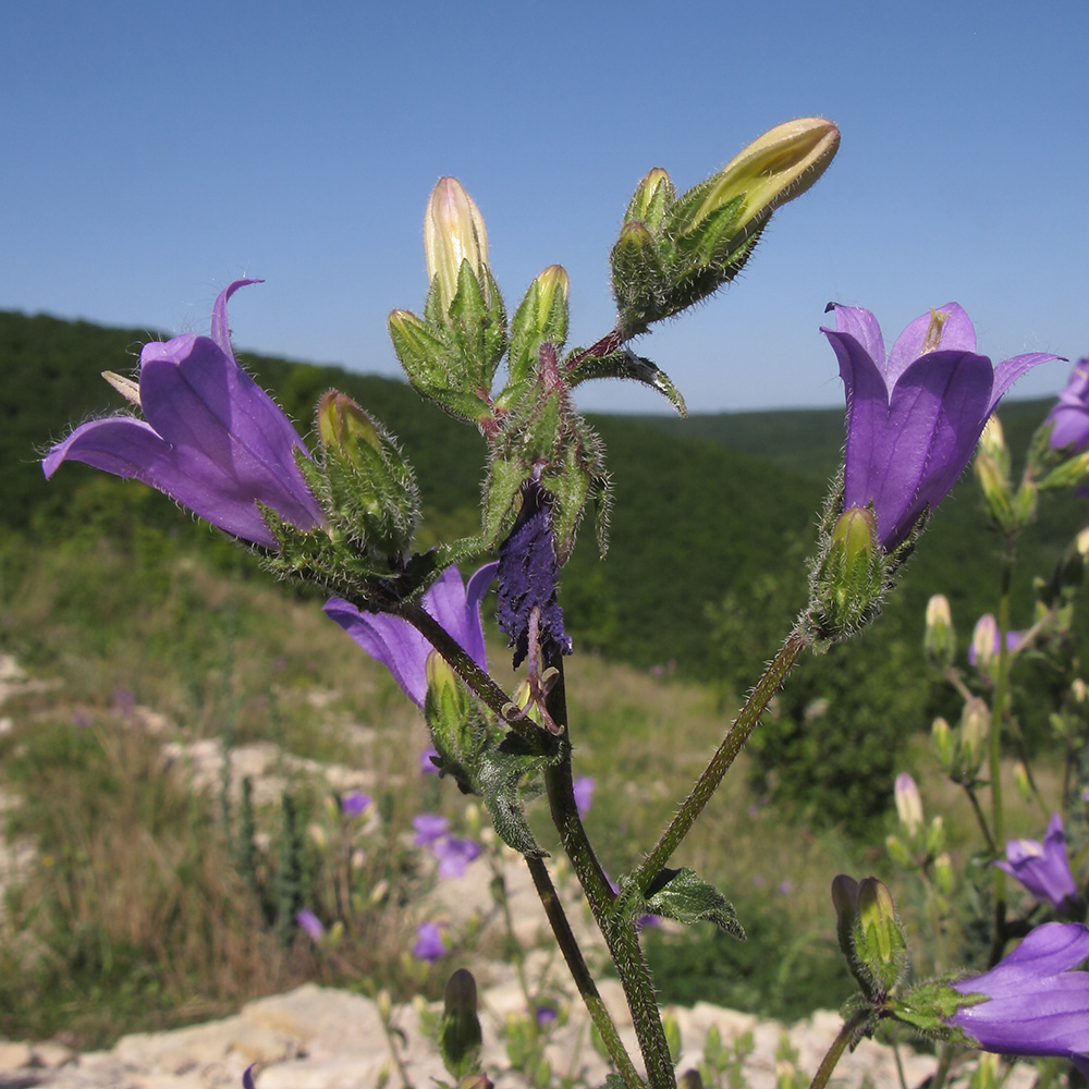 Image of Campanula komarovii specimen.