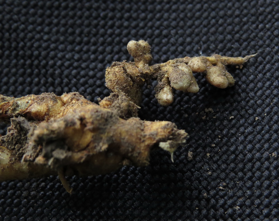 Image of Vicia sylvatica specimen.