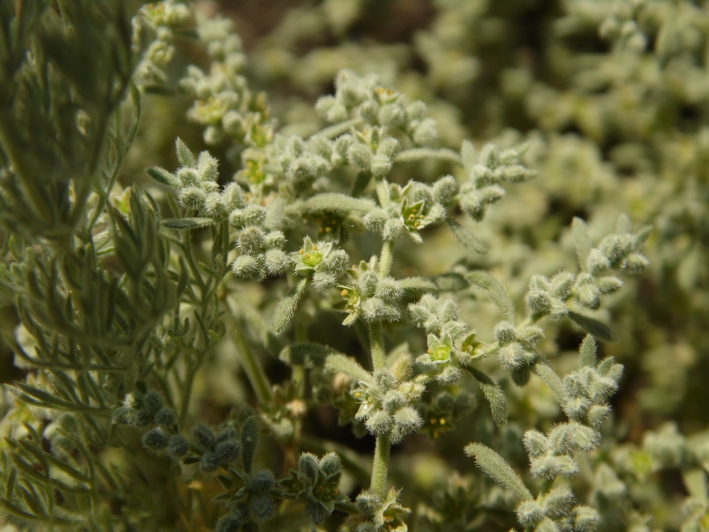 Image of Herniaria incana var. angustifolia specimen.