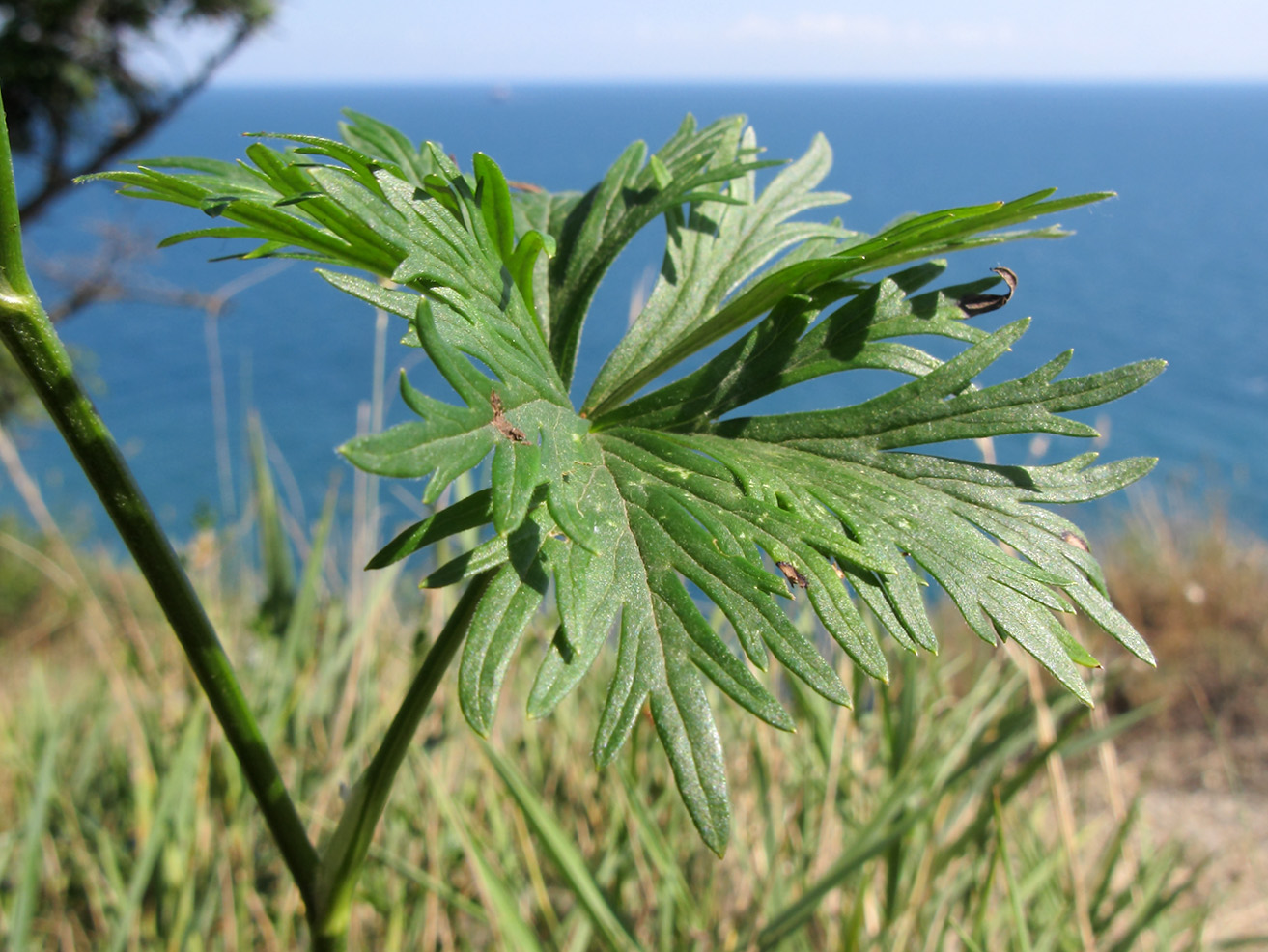 Image of Delphinium schmalhausenii specimen.