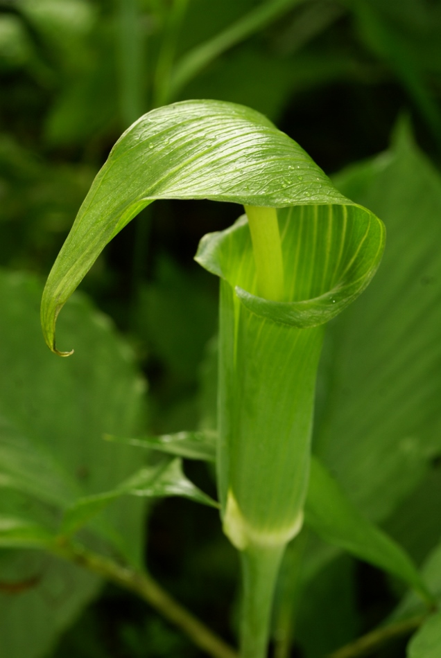 Изображение особи Arisaema peninsulae.