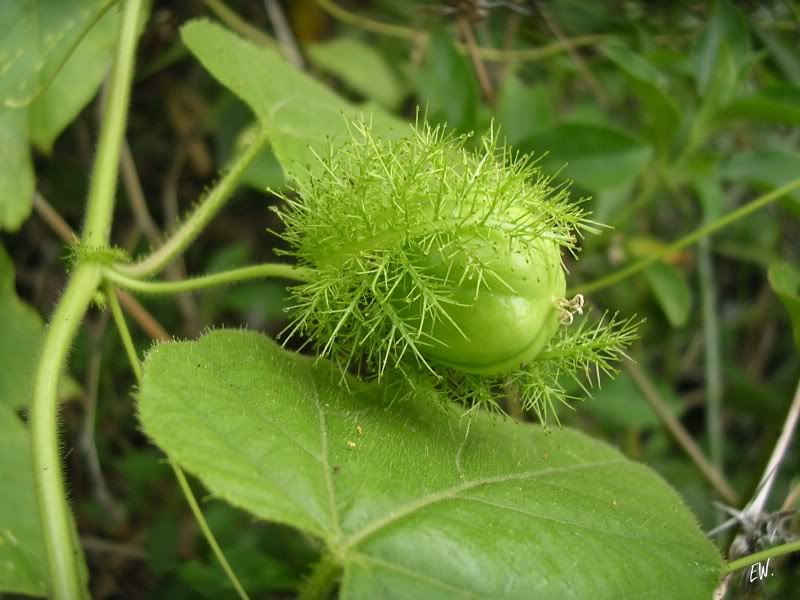 Image of Passiflora foetida specimen.