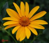 Heliopsis helianthoides ssp. scabra