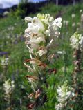 Pedicularis sibirica