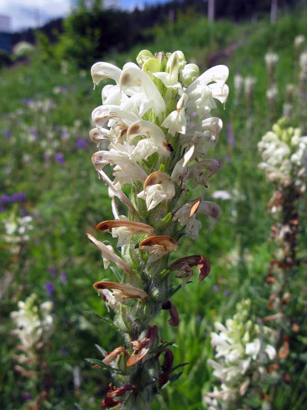 Image of Pedicularis sibirica specimen.