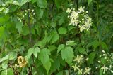 Clematis brevicaudata