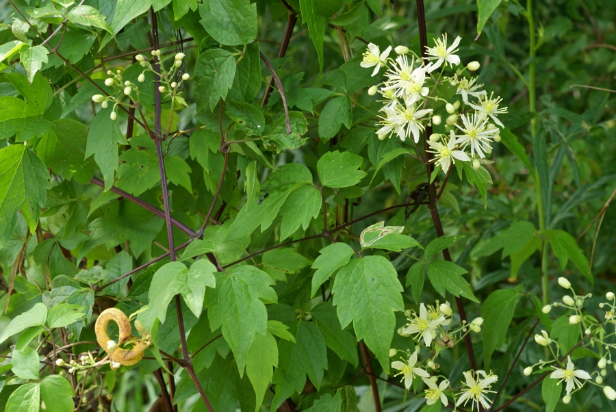 Image of Clematis brevicaudata specimen.