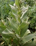 Verbascum phlomoides