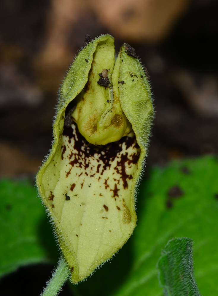Image of Aristolochia paecilantha specimen.