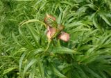 Paeonia anomala