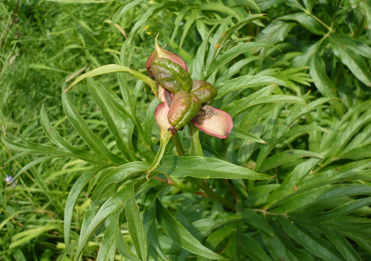 Image of Paeonia anomala specimen.