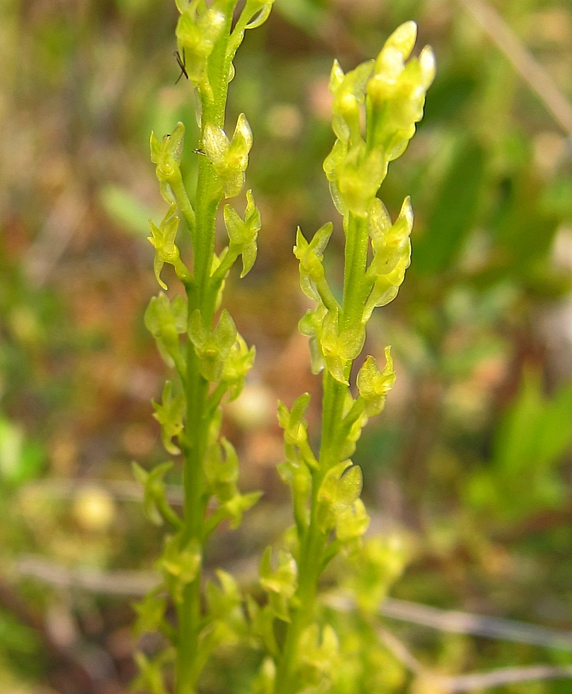 Image of Hammarbya paludosa specimen.