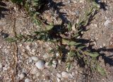 Polygonum maritimum