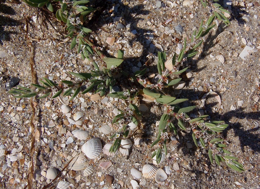 Image of Polygonum maritimum specimen.