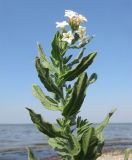 Image of taxon representative. Author is Татьяна Винокурова