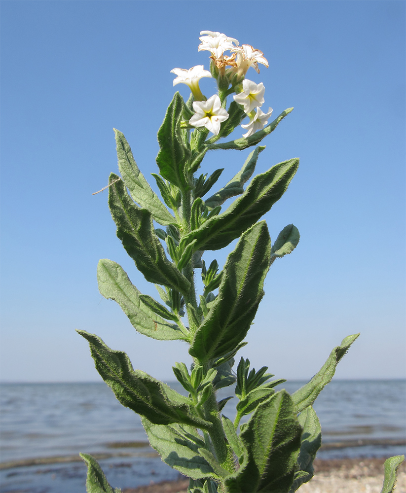 Image of Argusia sibirica specimen.