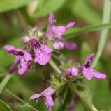 Stachys palustris. Верхушка соцветия. Молдова, Криулянский р-н, окр. с. Слободзея-Дужка, пойма р. Днестр. 17.08.2014.