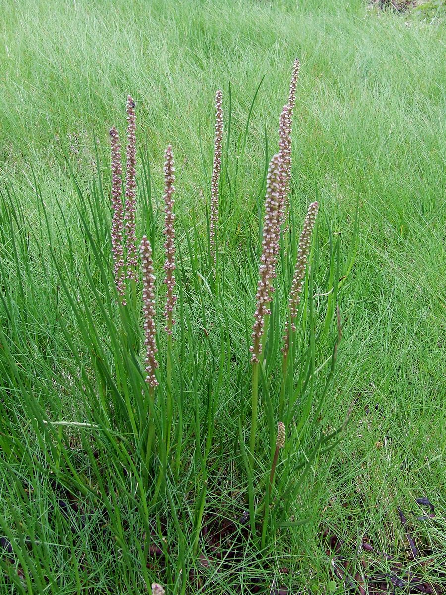 Image of Triglochin maritima specimen.