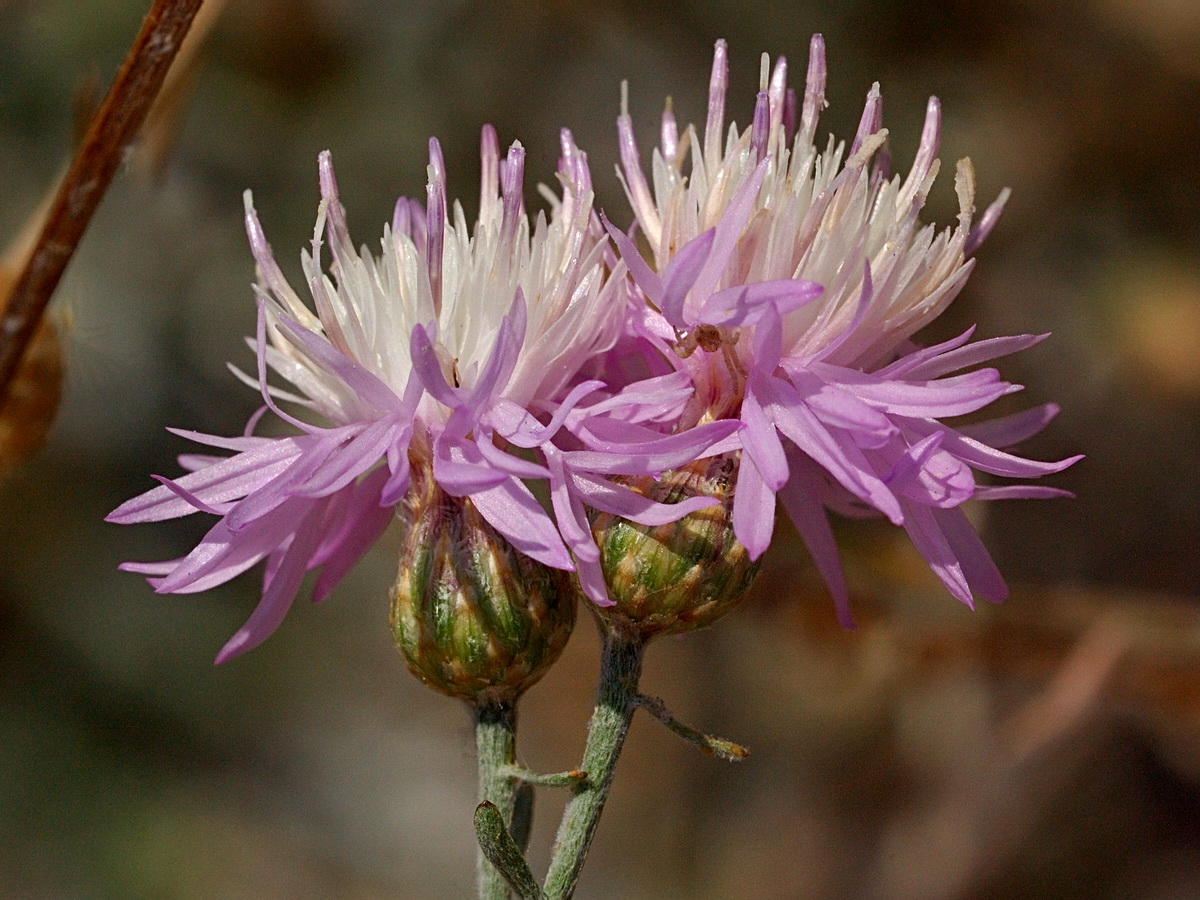 Image of Centaurea odessana specimen.