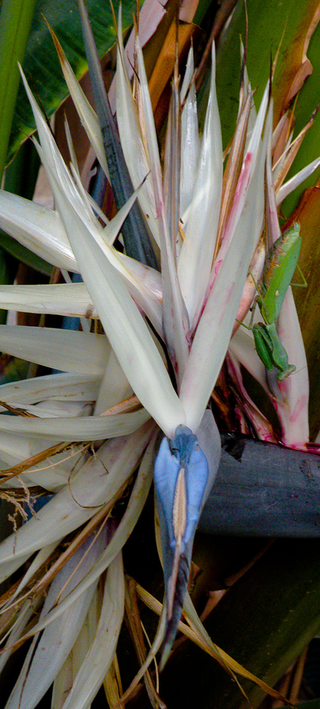 Image of Strelitzia nicolai specimen.