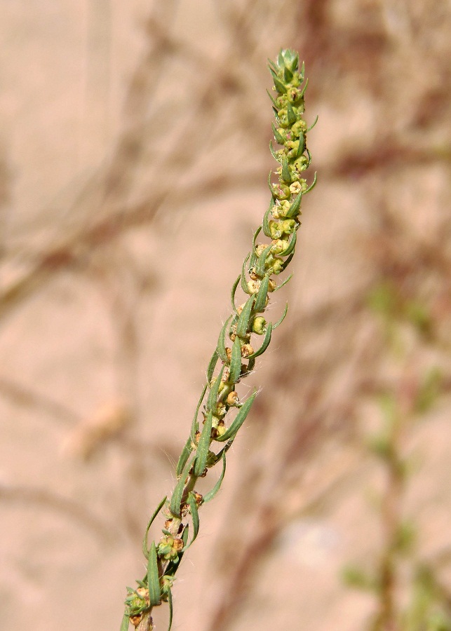 Image of Bassia scoparia specimen.