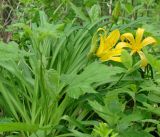 Hemerocallis middendorffii