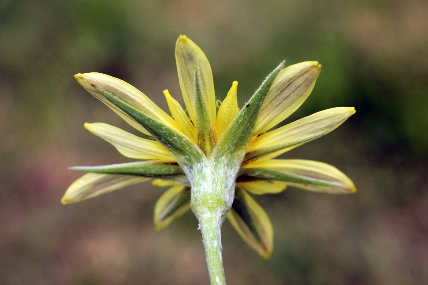 Image of Tragopogon graminifolius specimen.