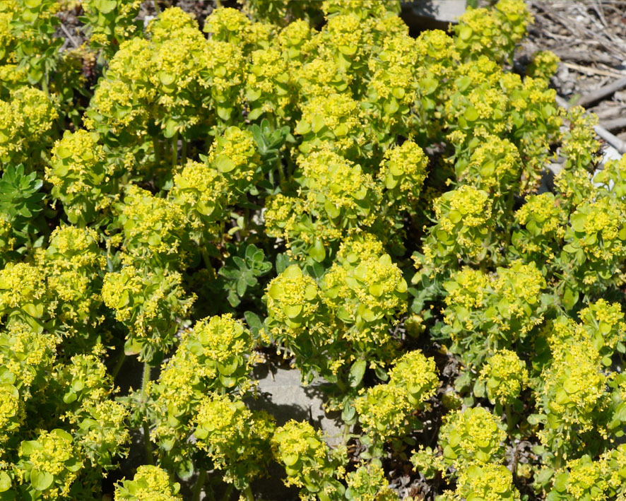 Image of Cruciata taurica specimen.