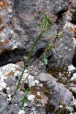 Pimpinella saxifraga