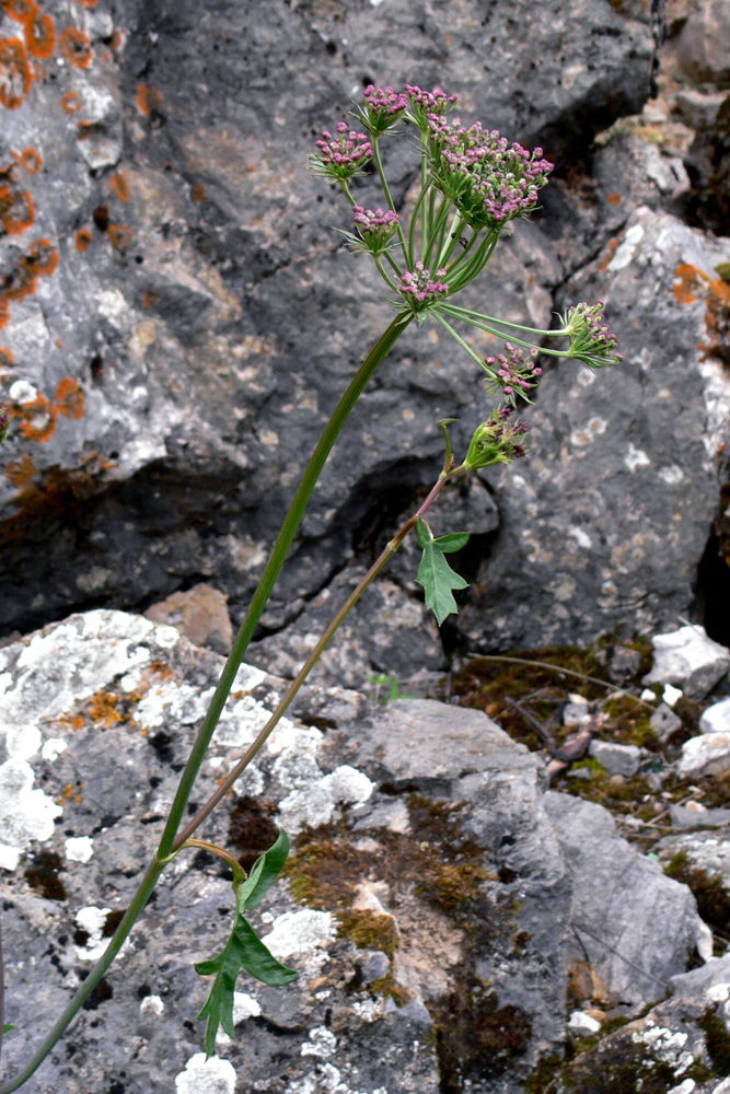 Image of Pimpinella saxifraga specimen.