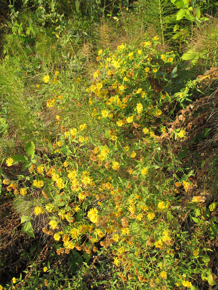 Image of Pulicaria dysenterica specimen.